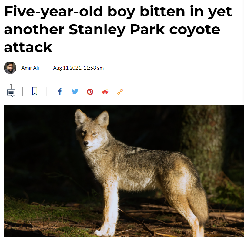 当心! 公园郊狼咬伤5岁男孩! 69岁男子被杀! 温哥华性侵案翻倍! 新闻 第3张