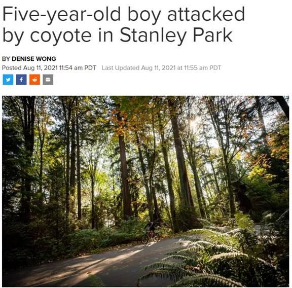 当心! 公园郊狼咬伤5岁男孩! 69岁男子被杀! 温哥华性侵案翻倍! 新闻 第1张