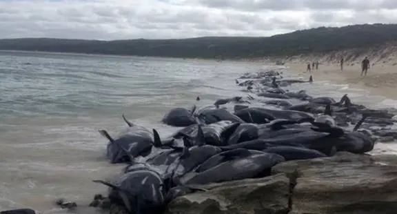 刚刚! BC突发地震 居民有震感! 230鲸鱼离奇"集体自杀" 躺尸海滩! 触目惊心! 生活 第10张