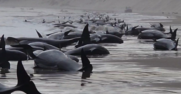 刚刚! BC突发地震 居民有震感! 230鲸鱼离奇"集体自杀" 躺尸海滩! 触目惊心! 生活 第1张
