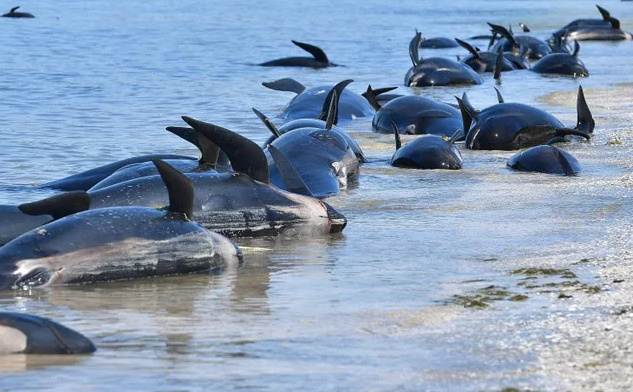 刚刚! BC突发地震 居民有震感! 230鲸鱼离奇"集体自杀" 躺尸海滩! 触目惊心! 生活 第3张